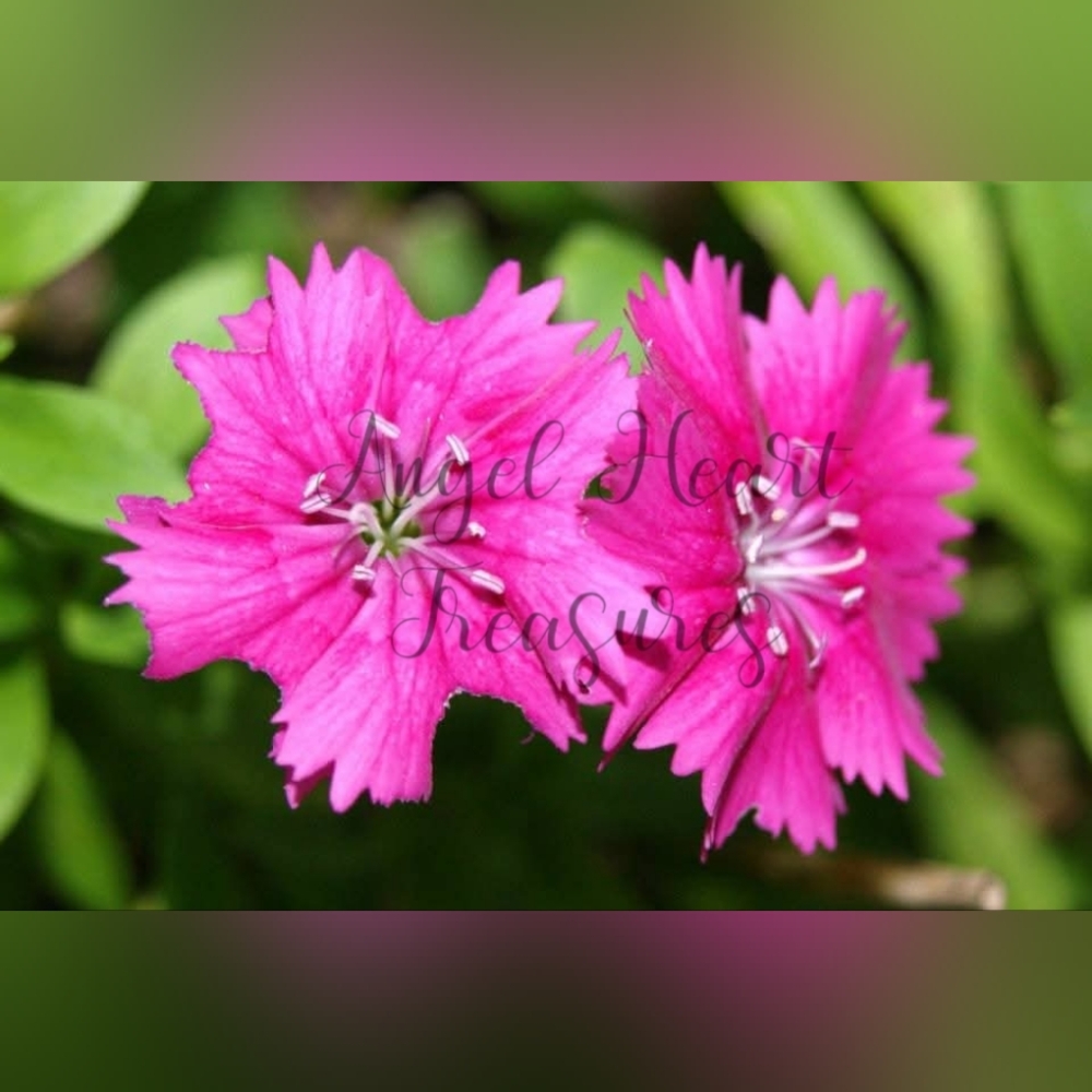 4x6 Original Nature Photography Of Hot Pink Dianthus Flower Blooms Photo Print